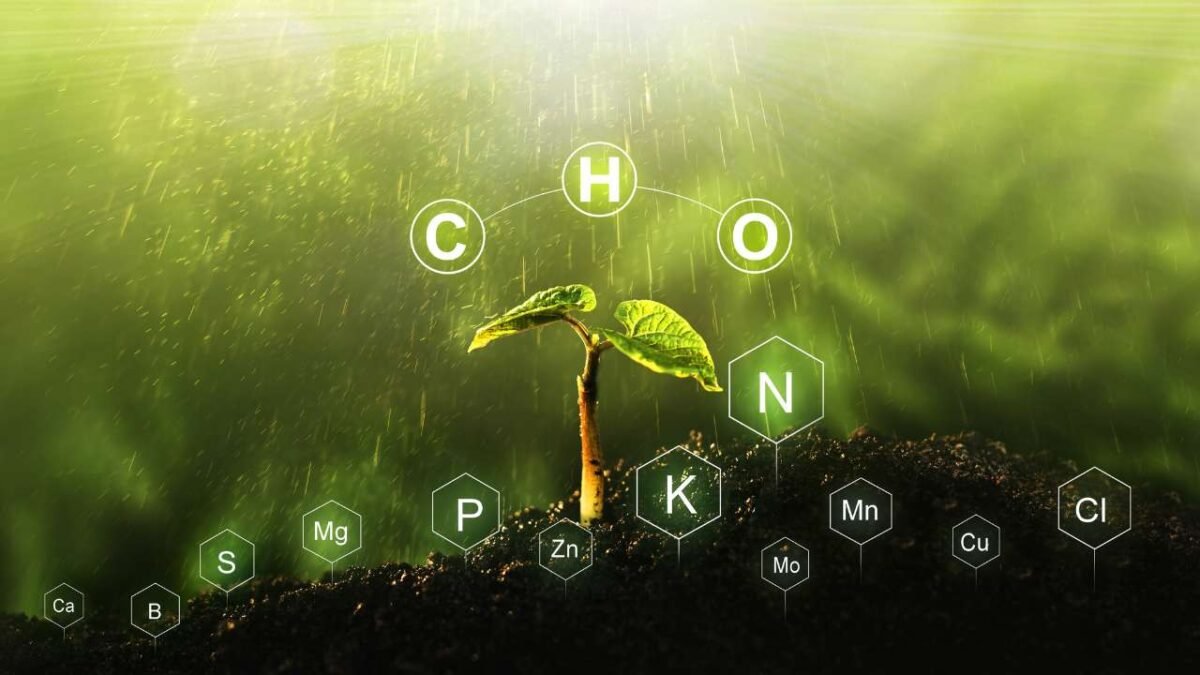 Rich in Essential Nutrients